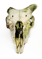 Old animal skull with broken horns against white background