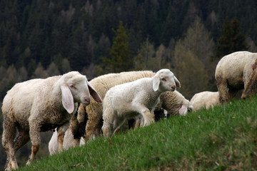 Obraz premium Schafherde