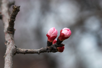 Flowers apricot tree