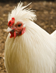 Chicken head
