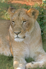 Fototapeta na wymiar Lioness # 1