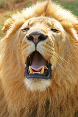 Male Lion # 2