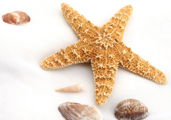 Starfish and sea Shells