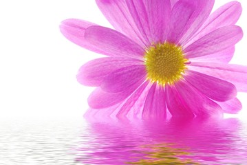  pink chrysanthemum reflected in water