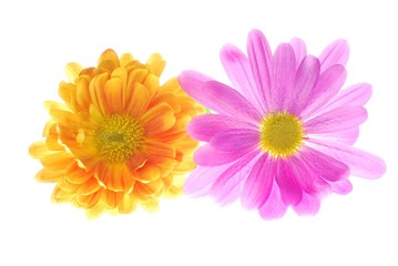 yellow and pink chrysanthemum