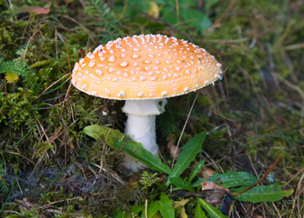  Red toadstool