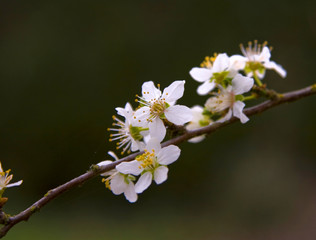 branche d'arbre en fleurs