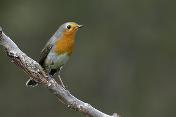 Robin