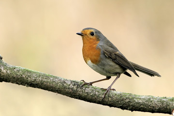 Robin