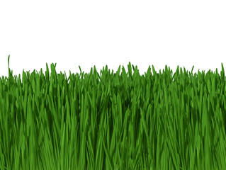 Obraz premium Green Grass Isolated On White Background (macro focus)