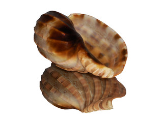 shell