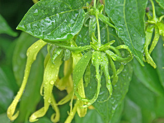 fleurs d'ylang-ylang, plante à parfum
