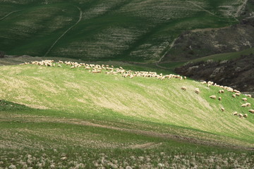 gregge di pecore tra le crete senesi