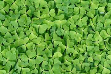 Klee © Birgit Kutzera