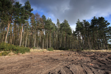 forrest clearing © skankimages