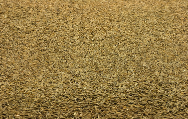 Caraway seeds background