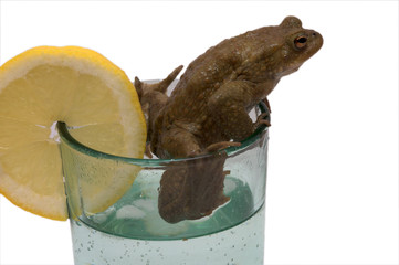 Frog - ups, fresh - Drink