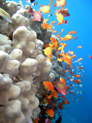 Foto einer Korallenkolonie
