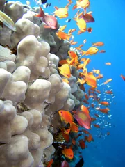 Tuinposter Duiken Foto van een koraalkolonie