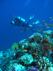 Fototapeta na wymiar A diver floating over a coral reef in the Red Sea