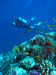 Fotobehang A diver floating over a coral reef in the Red Sea © frantisek hojdysz