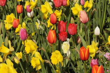 field of tulips and daffodils © Jeffrey Banke