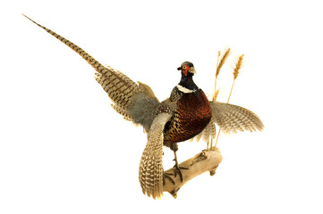 Cock Pheasant isolated on white