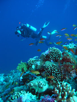 A diver floating over a coral reef in the Red Sea