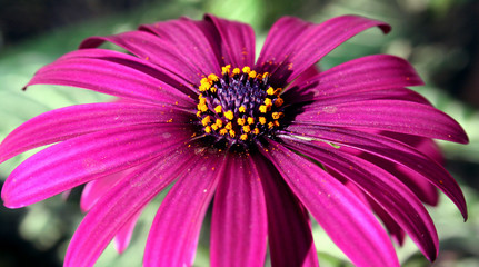 fiore