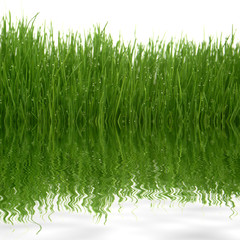 reflets d'herbes dans l'eau