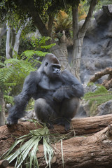 Fototapeta na wymiar silverback gorilla