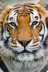 Tiger  Portrait