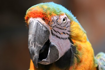 Macaw