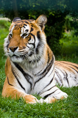 Fototapeta na wymiar wylegiwanie tiger