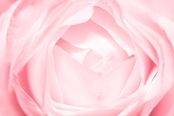 Pink tender rose