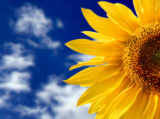 Fototapeta premium yellow sunflower against blue sky
