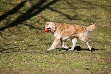 Golden retriever