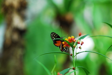 Danaus Plexippus