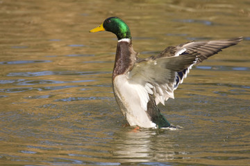 Mallard Duck