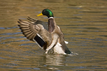 Obraz premium Mallard Duck