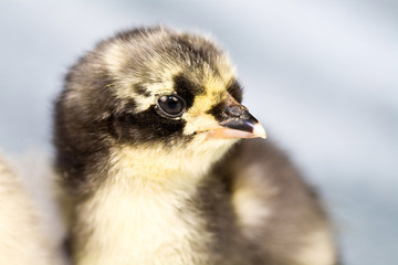 Cute chicken