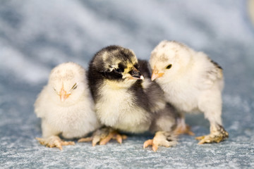 Cute chickens