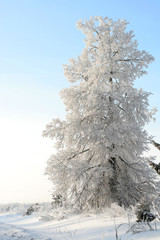 Tree in a snow in the winter afternoon