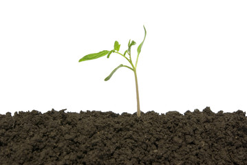 plant