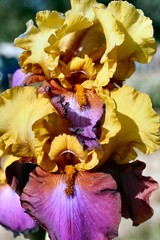 deux iris