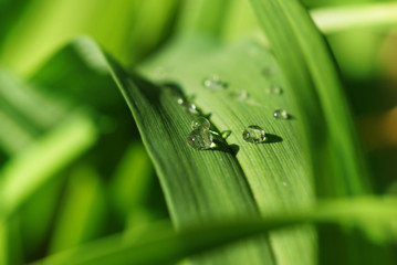 background with a green grass