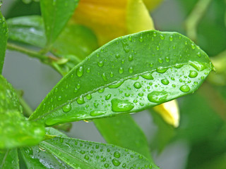 gouttes de pluie sur feuille d'allamanda