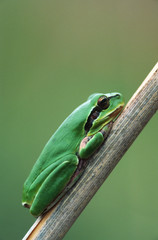 Mittelmeerlaubfrosch