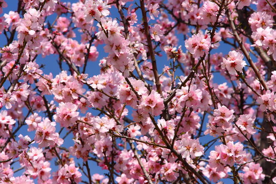 pink blooming almond tree