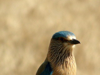 Blue Jay